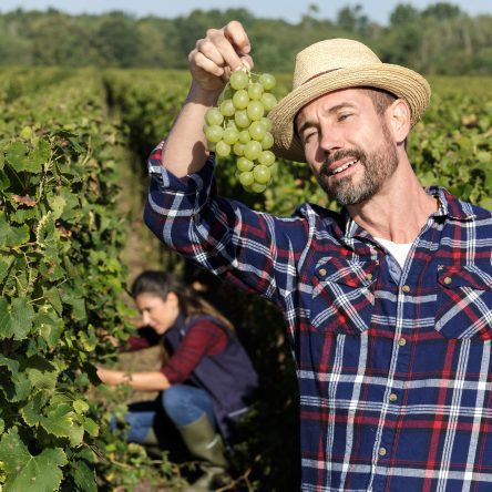 stratégie-d'entreprise-viticulteur