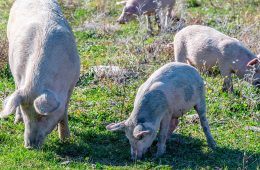 elevage-cochon-porc