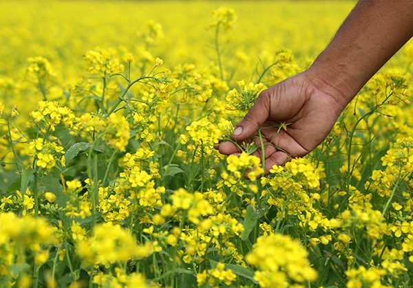 champ-agriculture-colza