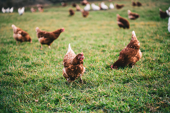 grippe-aviaire-poule