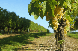 viticulture-calcul-de-fermage-16-17
